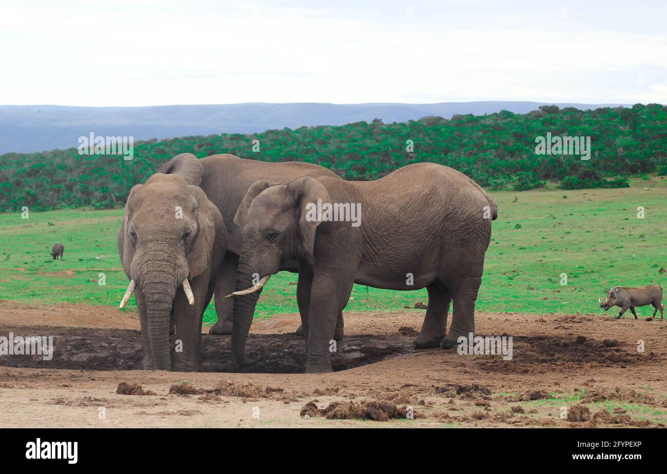 Éléphants d'Afrique en Afrique du Sud, éléphants d'Afrique du Sud Banque D'Images