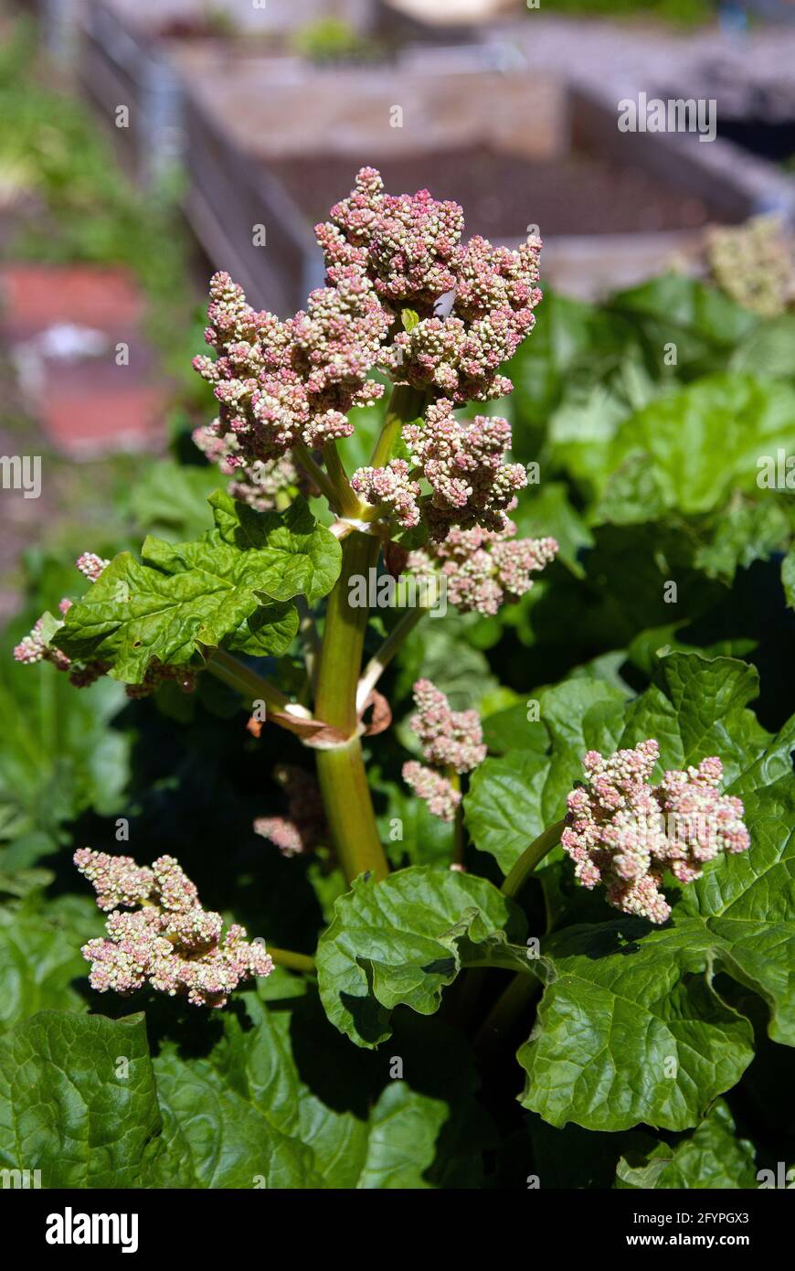 Rheum. Fleurs de rhubarbe. Banque D'Images