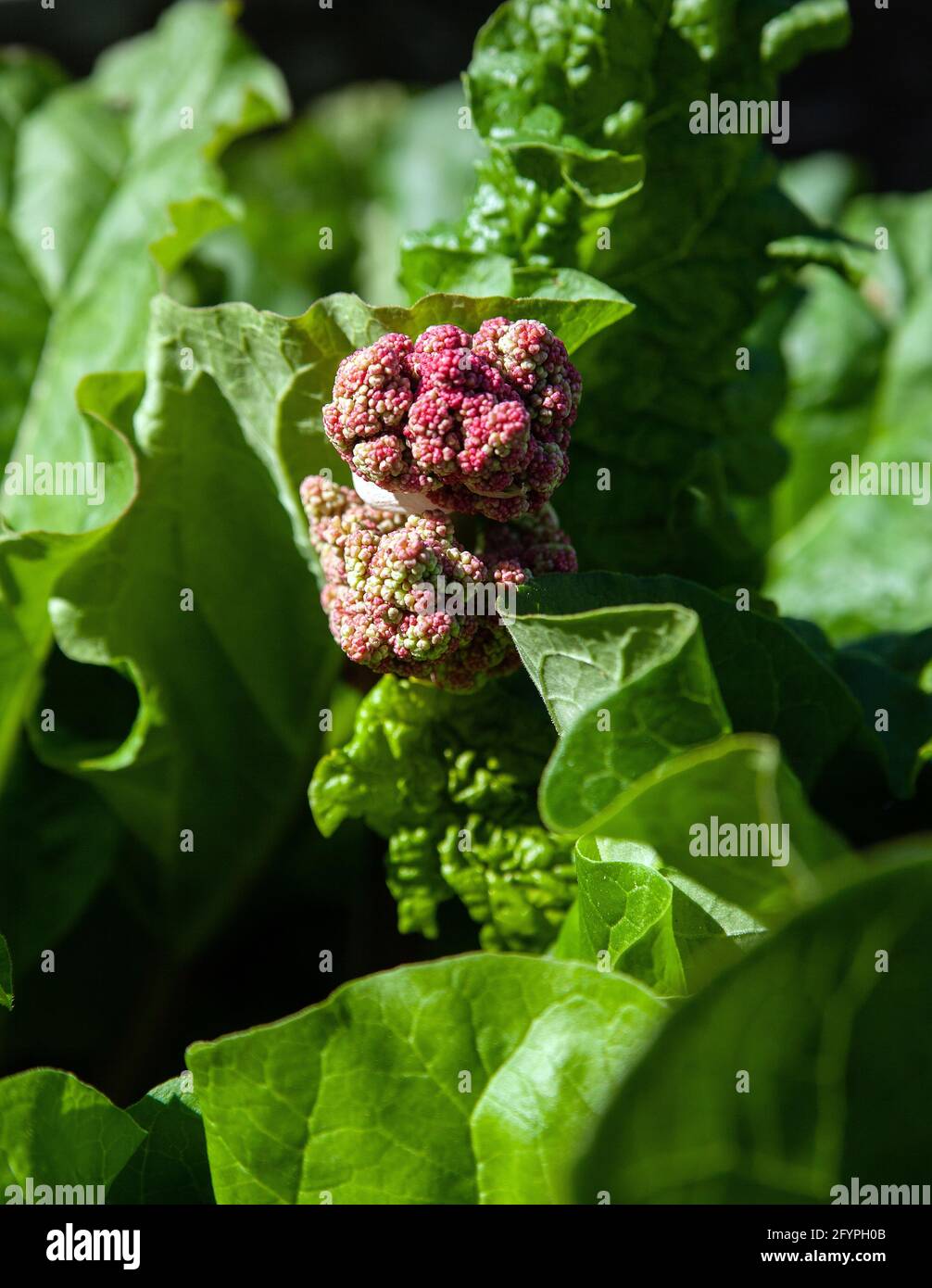 Rheum. Fleurs de rhubarbe. Banque D'Images