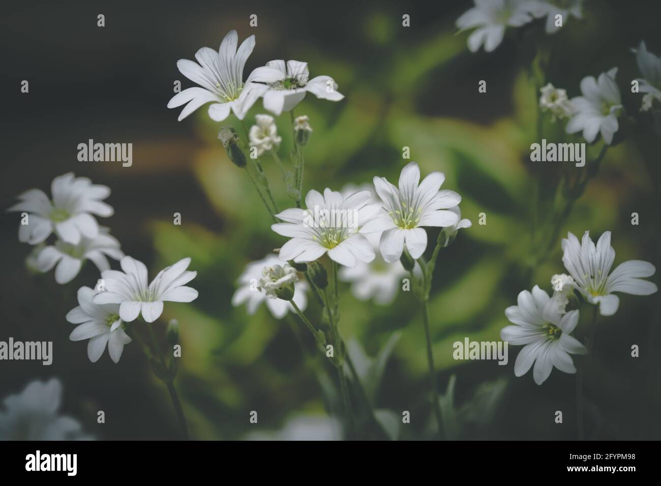 Fleurs blanches dans le matin Banque D'Images
