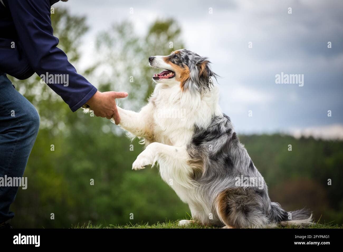 Berger australien bleu merle Banque de photographies et d’images à haute résolution Alamy