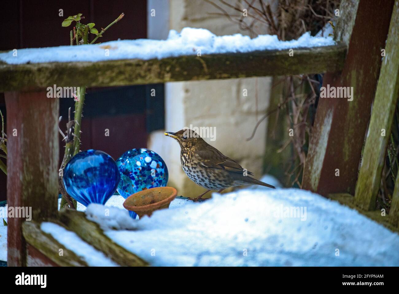 Dans le jardin anglais, vous pouvez vous faire écraser dans la neige d'hiver Banque D'Images