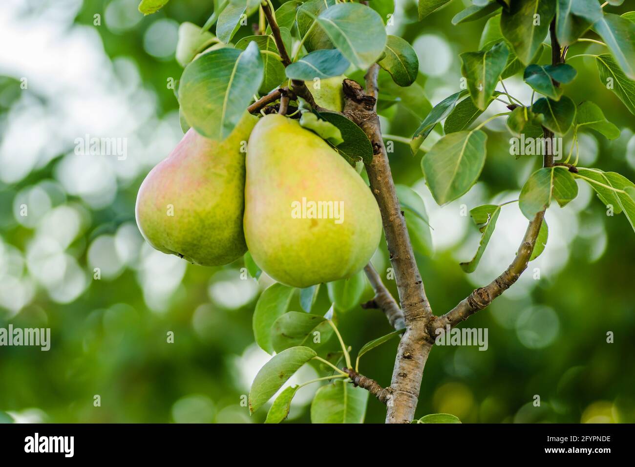 Fruits de poire sur l'arbre entouré de feuilles et de branches d'un arbre Banque D'Images