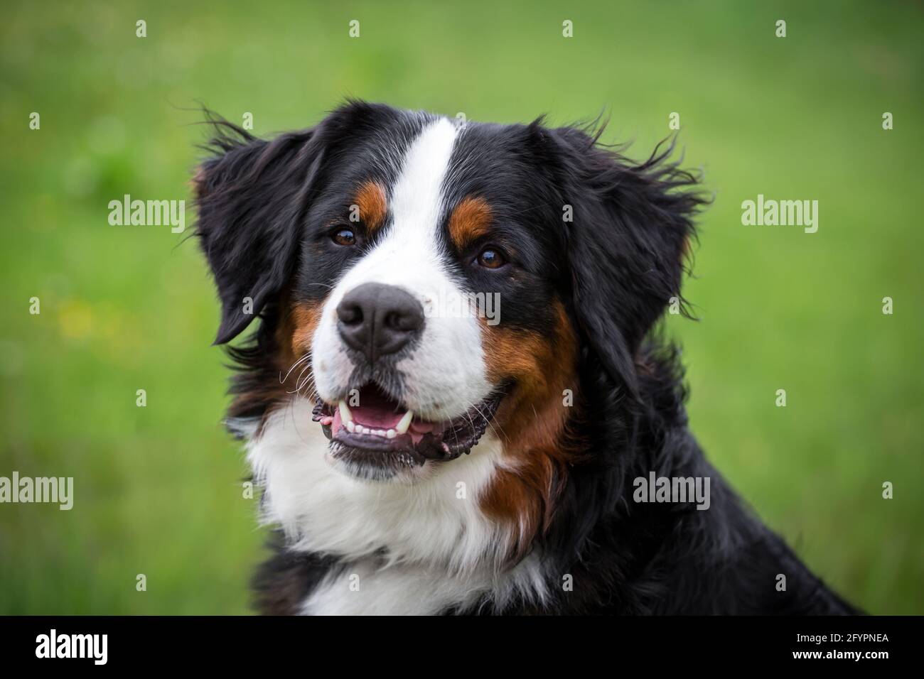 Grand chien de montagne suisse Banque de photographies et d'images à haute  résolution - Alamy