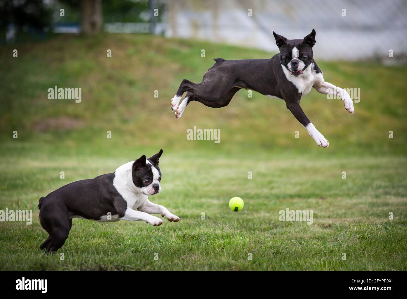 Deux Boston Terrier jouant au ballon Banque D'Images