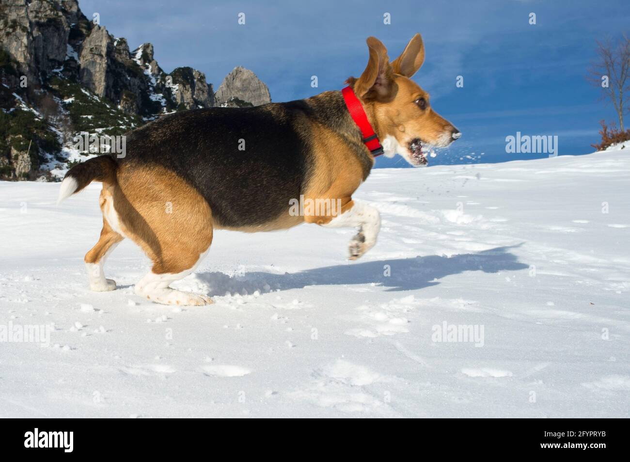 Happy Beagle Banque D Image Et Photos Alamy