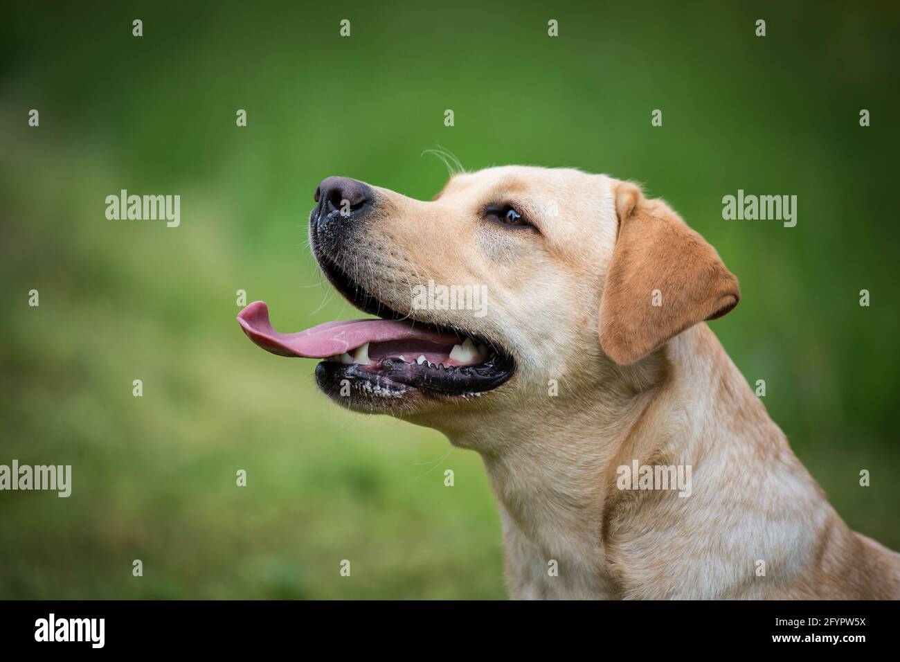 Labrador Retriever jaune Banque D'Images