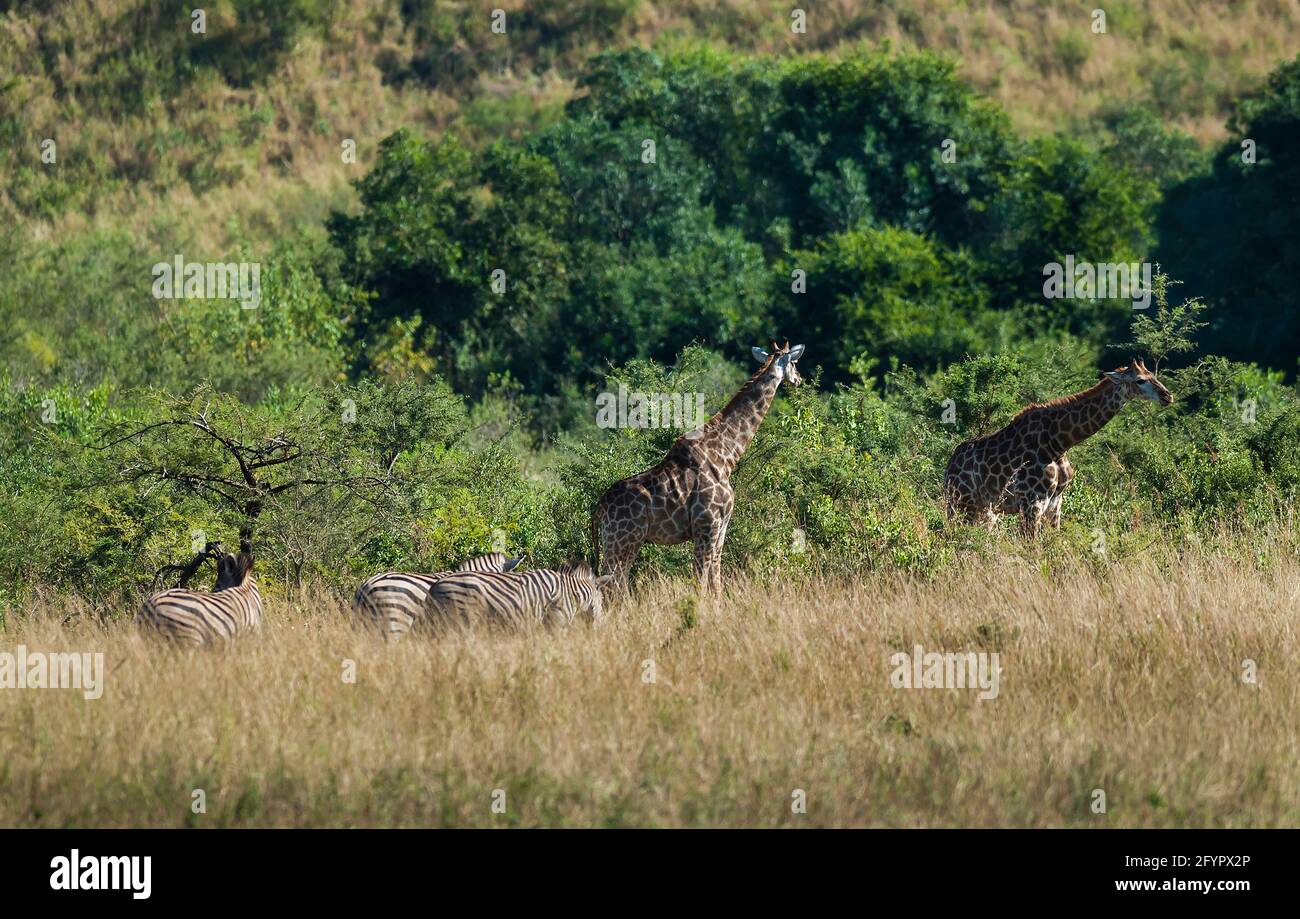 Jiraffa, Giraffa camelopardalis, dans l'environnement de la savane africaine, Parc national Kruger, Afrique du Sud. Banque D'Images