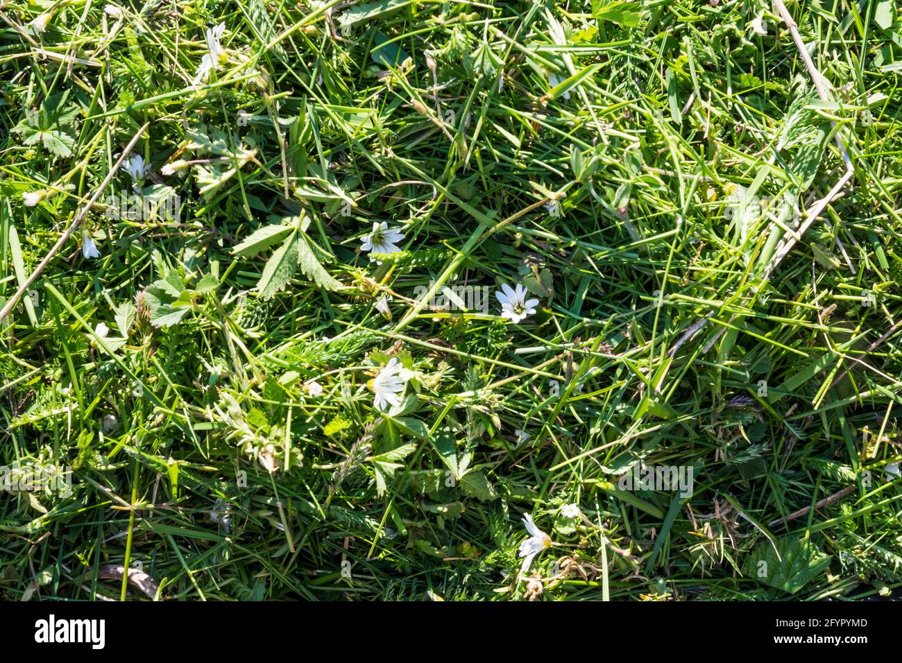 Contenu de la herbage du robot de tonte avec herbe coupée et fleurs sauvages, principalement pâquerettes. Banque D'Images