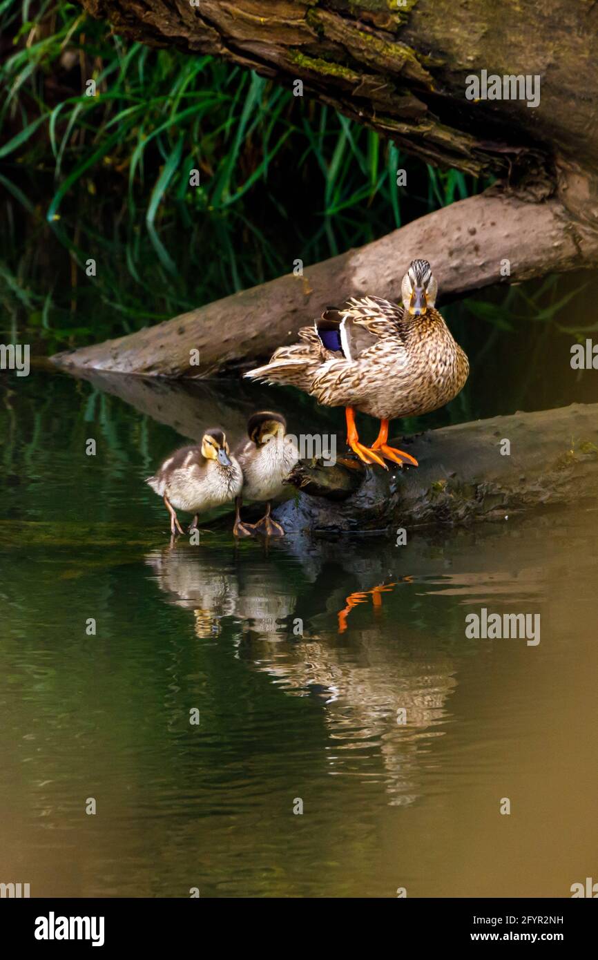 Un canard sauvage à la pallard avec des canetons Banque D'Images