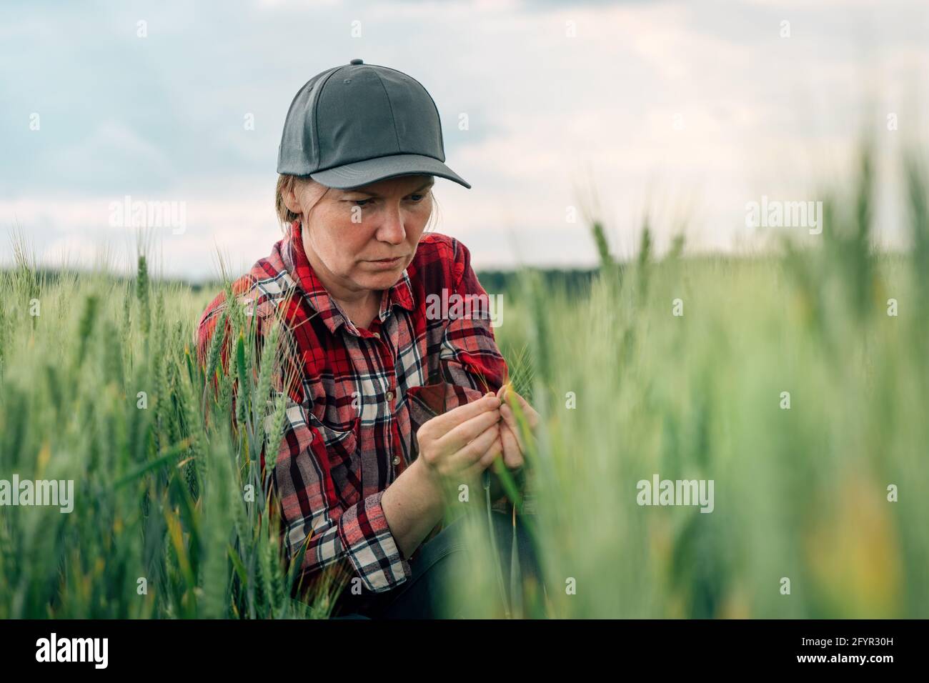 Un éleveur de blé sérieux et un agronome inspectent la qualité des cultures céréalières dans les champs de plantation agricole cultivée. Travailleur agricole analysant le développement de Banque D'Images