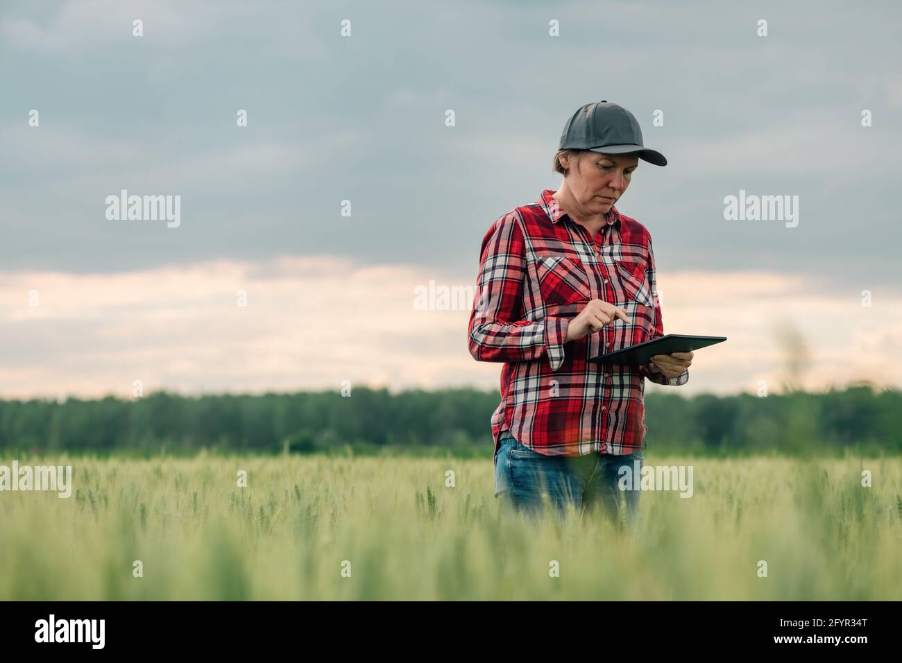 Cultivateur de blé utilisant un ordinateur de tablette numérique dans le domaine de l'agriculture cultivée dans le concept d'innovation agricole. Une travailleuse agricole utilisant la technologie moderne i Banque D'Images