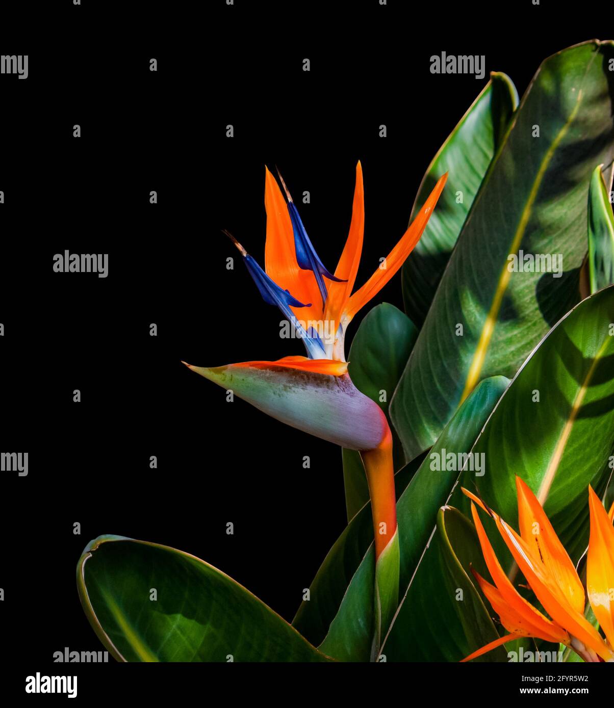 oiseau coloré de la fleur de paradis et les feuilles de plus près isolé sur un arrière-plan noir Banque D'Images