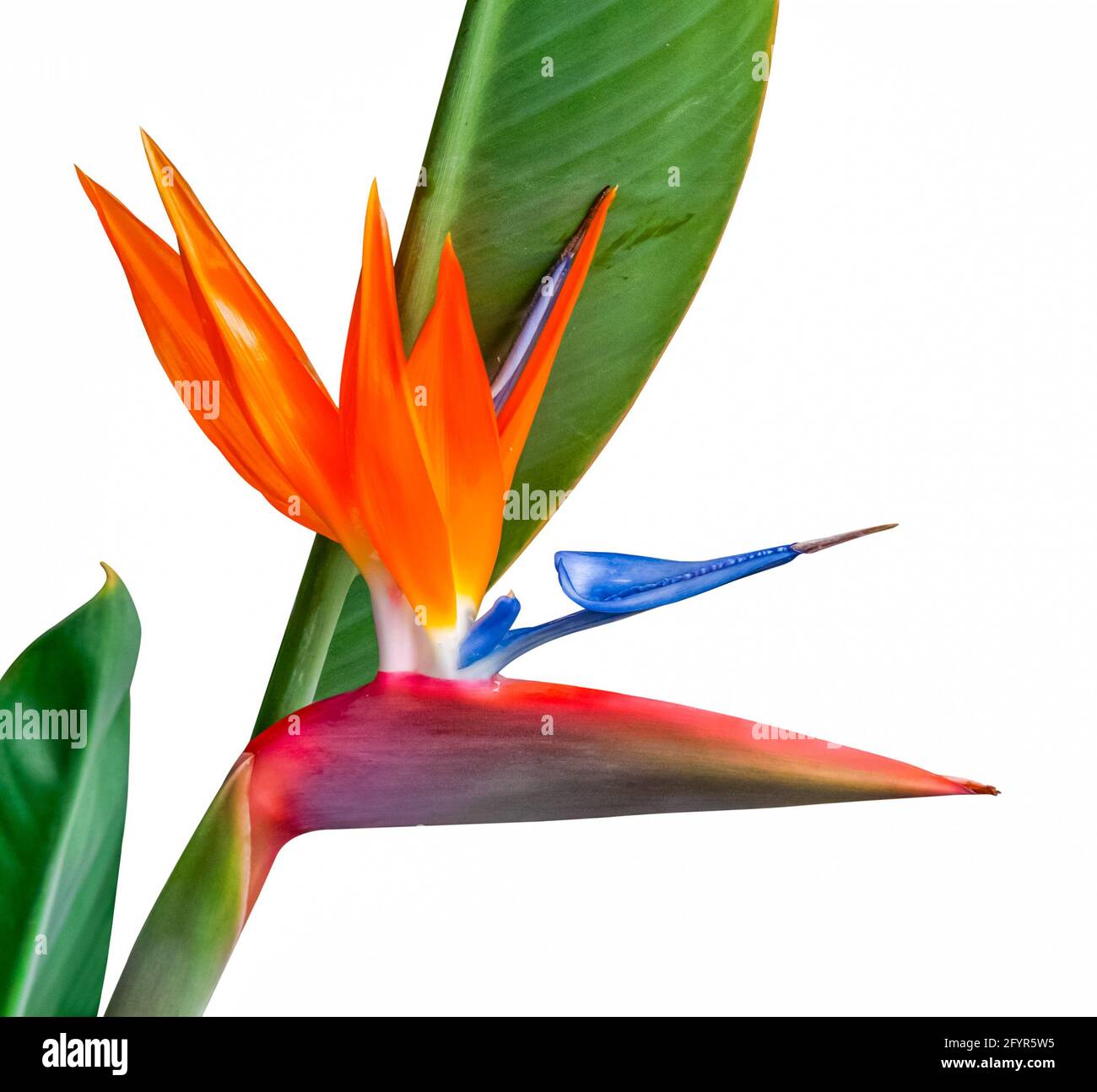 oiseau de paradis coloré fleur et feuilles isolées sur fond blanc Banque D'Images