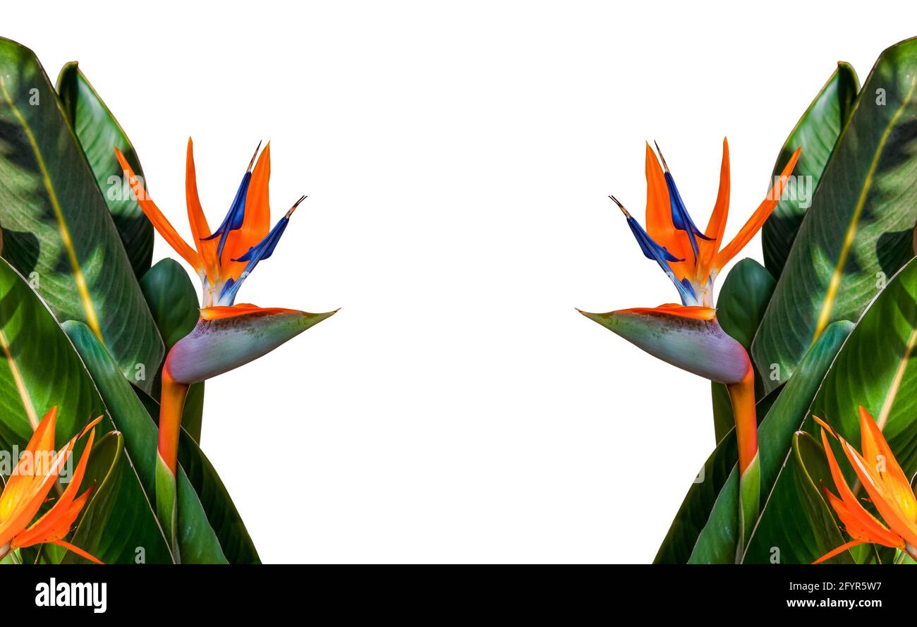 oiseau de paradis fleur de plus près avec des feuilles formant une frontière sur fond blanc avec espace de copie Banque D'Images