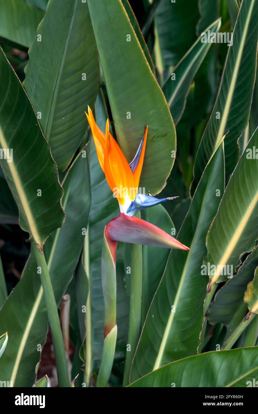 oiseau coloré de fleur de paradis à proximité avec jardin de feuilles vertes arrière-plan Banque D'Images