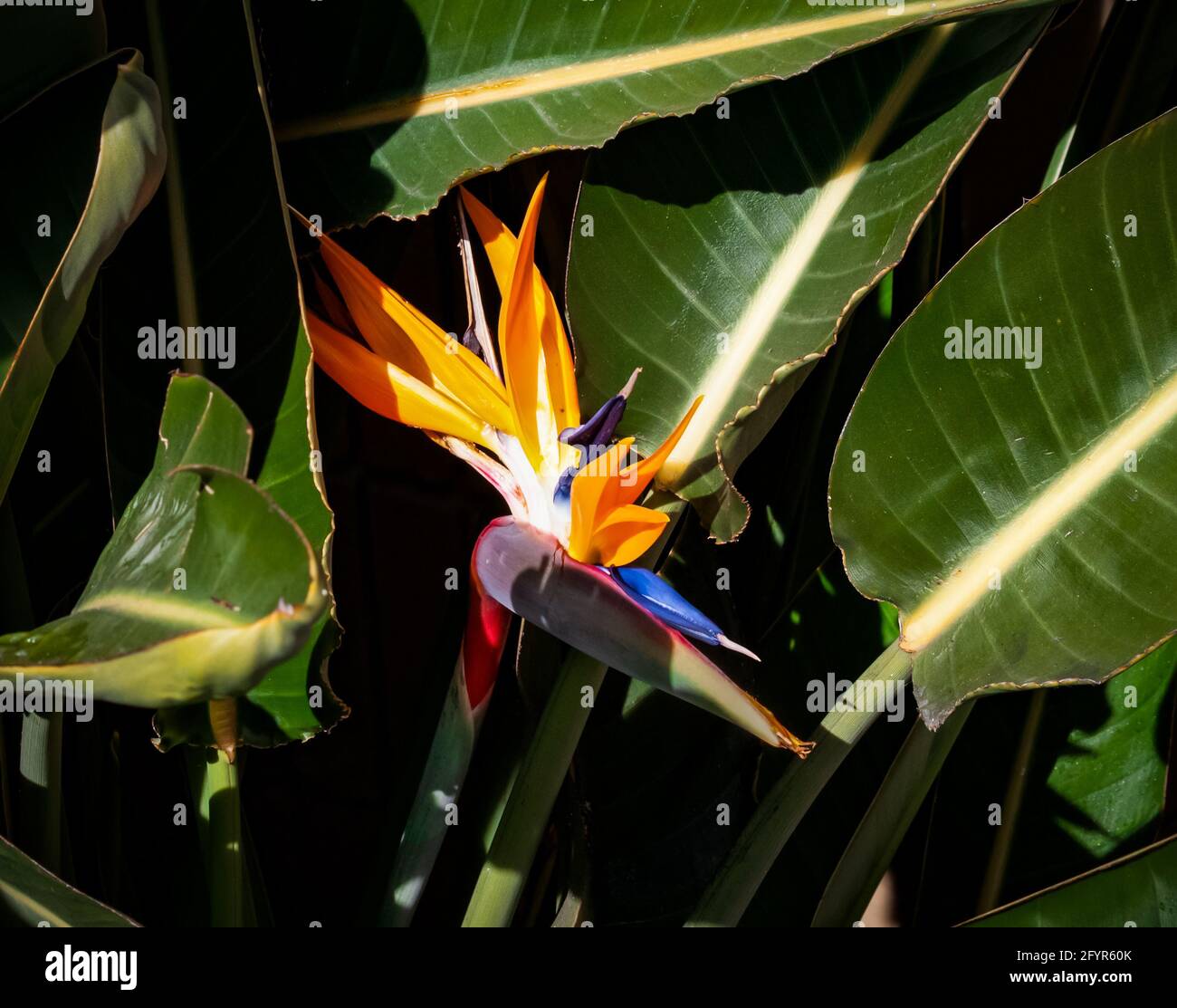 oiseau coloré de fleur de paradis entouré de feuilles vertes arrière-plan Banque D'Images