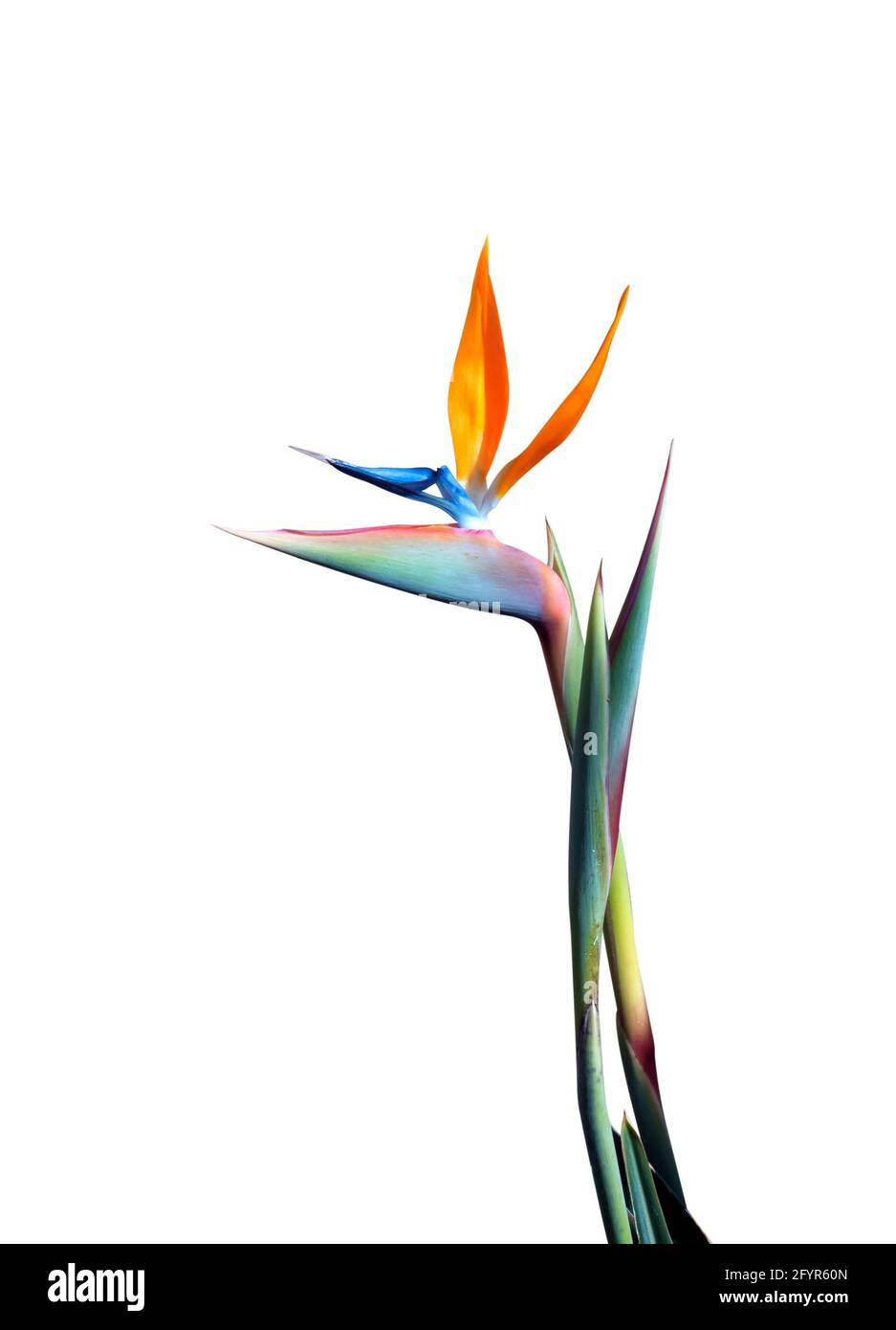 oiseau de paradis fleur longue tige isolée sur un blanc arrière-plan Banque D'Images
