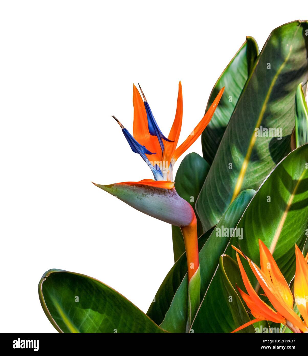 oiseau de paradis fleur de gros plan avec des feuilles sur un blanc arrière-plan Banque D'Images