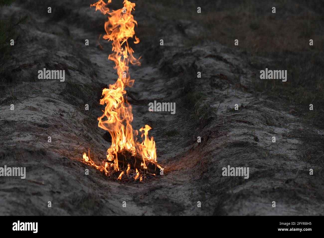 Le feu flamboyant de brindilles brûlantes et de bois de chauffage sur le champ sec Banque D'Images
