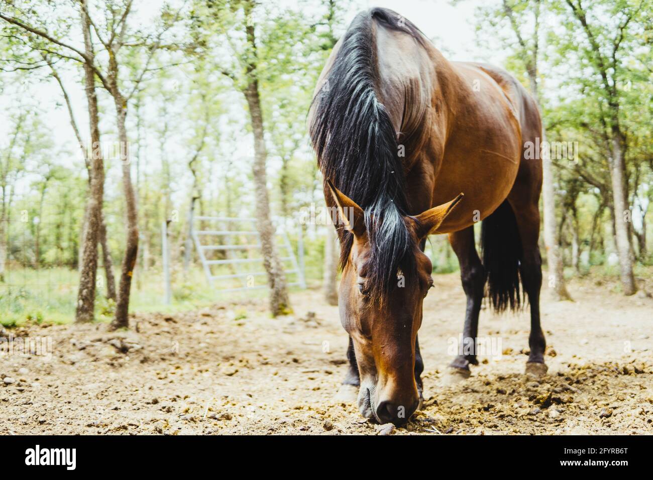 cheval brun dans la forêt manger Banque D'Images
