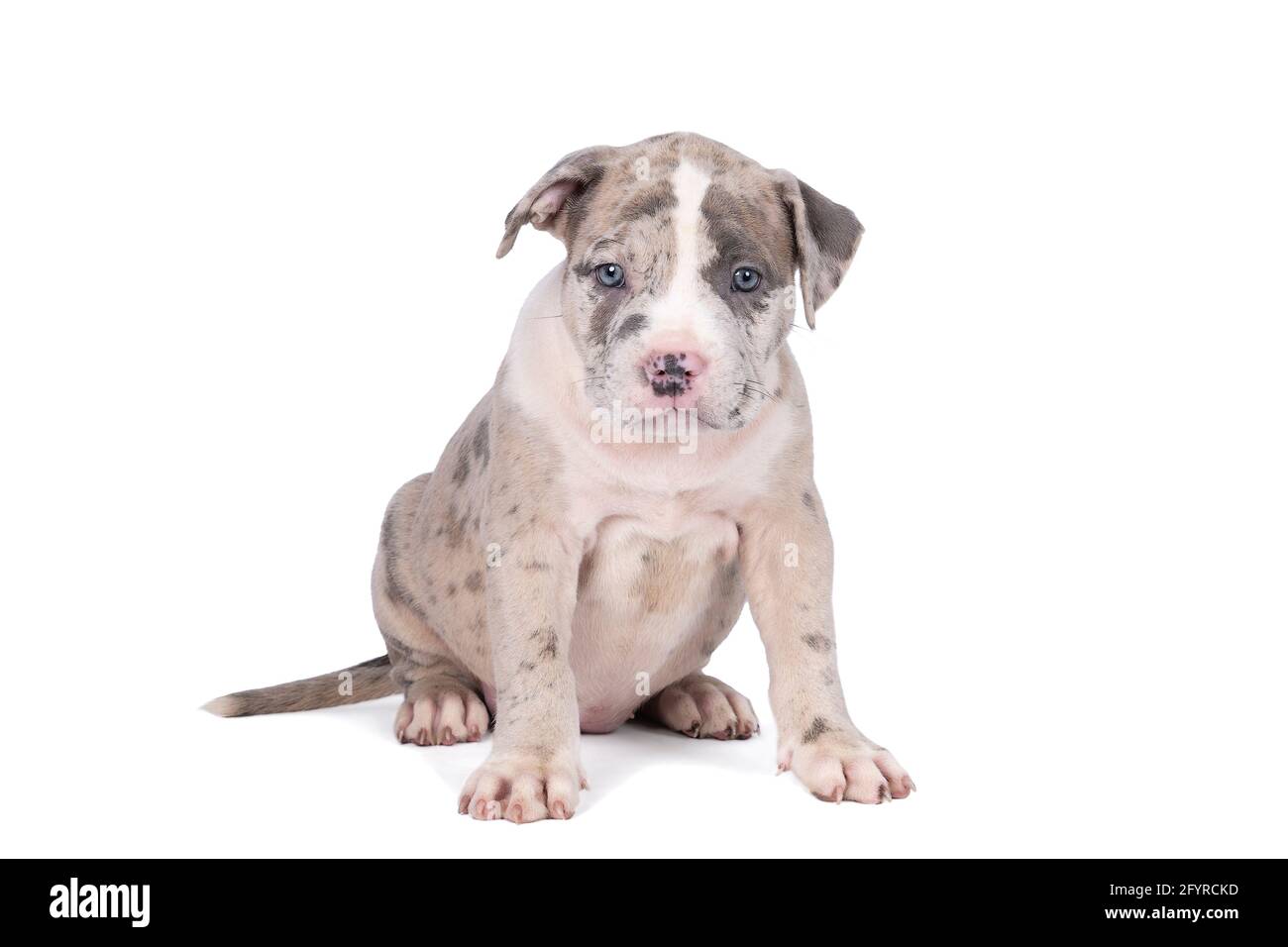 Un petit Bully américain ou Bulldog de race bleue et fourrure blanche isolée sur fond blanc Banque D'Images