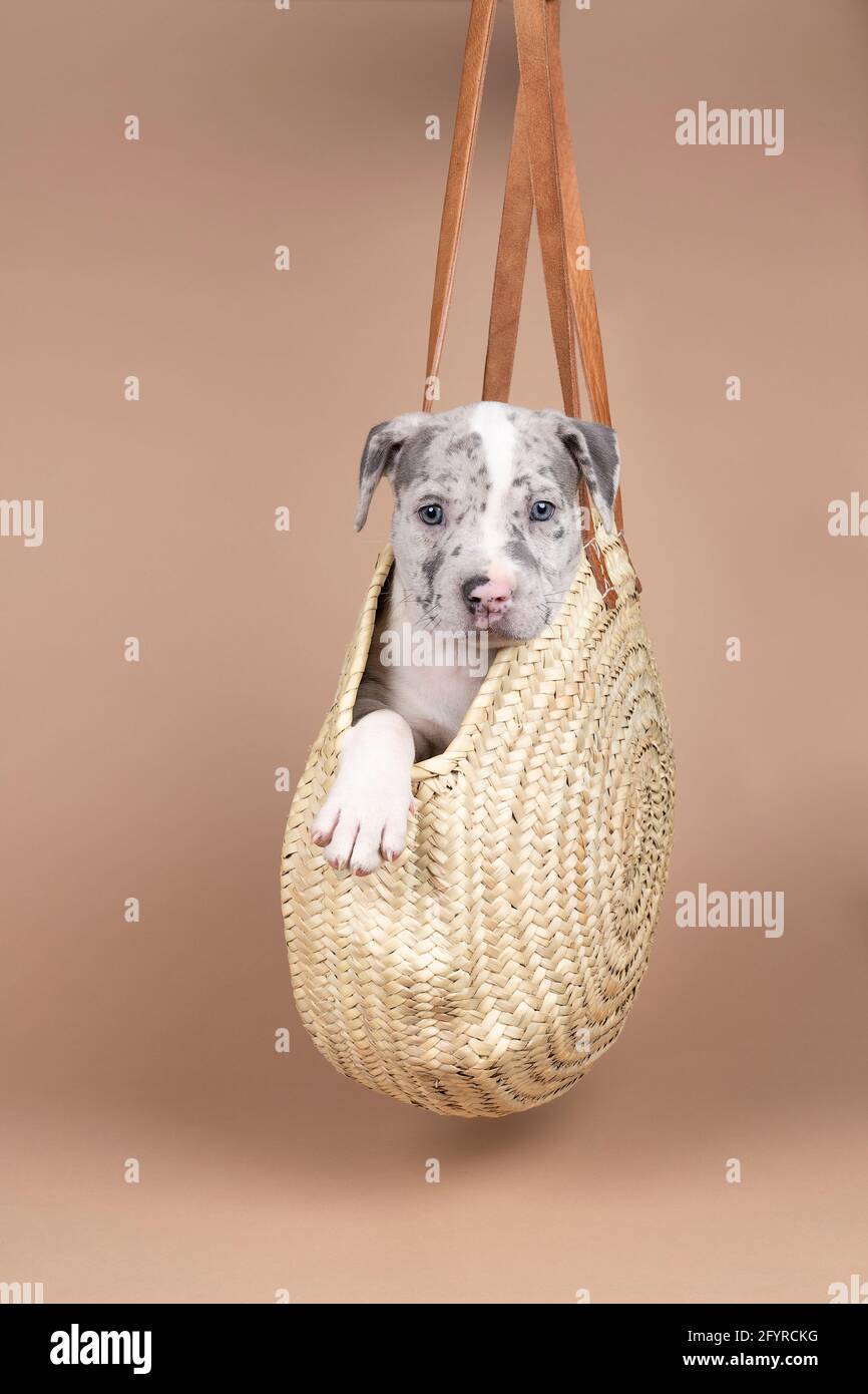 Un petit Bully américain ou Bulldog de race bleue et fourrure blanche assise dans un panier en osier sur un beige arrière-plan Banque D'Images