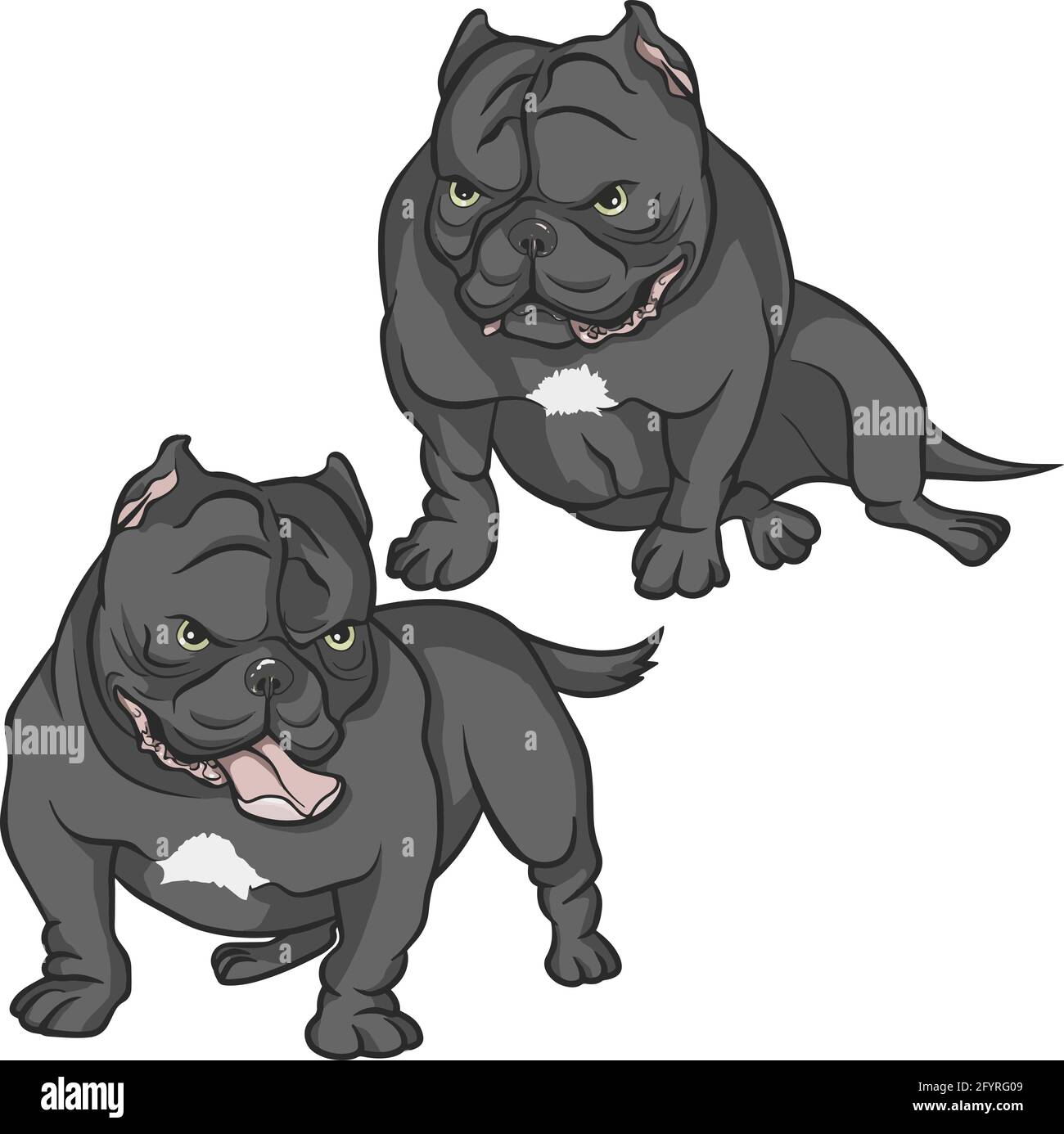 Illustration d'Exotic Bully (American Bully) Banque D'Images