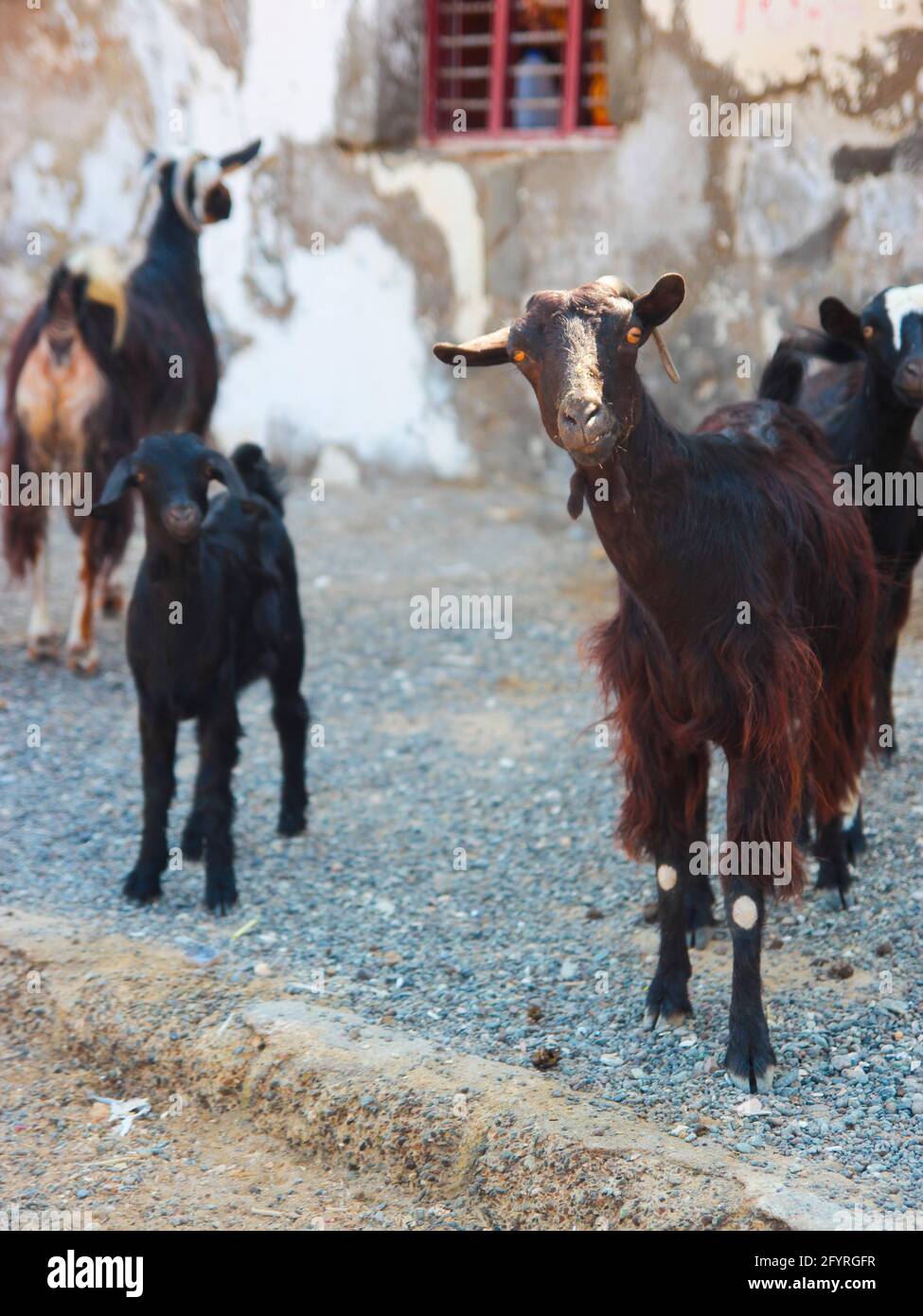 Chèvres arabes Banque de photographies et d’images à haute résolution ...