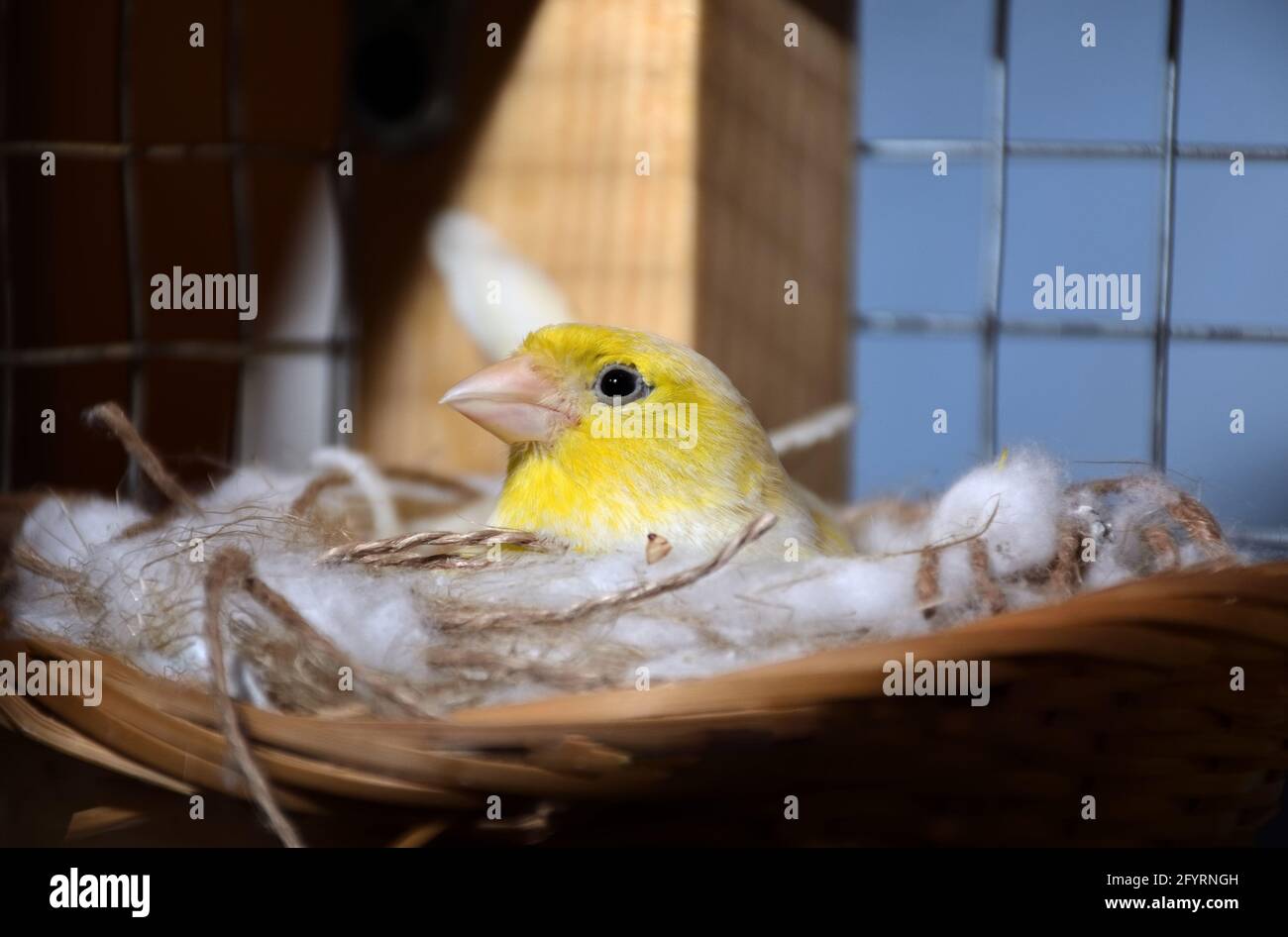 canari jaune femelle assise dans un nid sur des œufs en cage. Gros plan d
