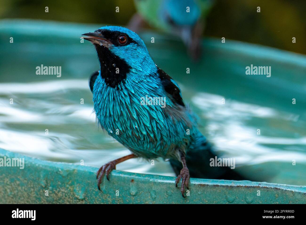 Les dacnis bleus (dacnis cayana) dans la forêt atlantique Banque D'Images