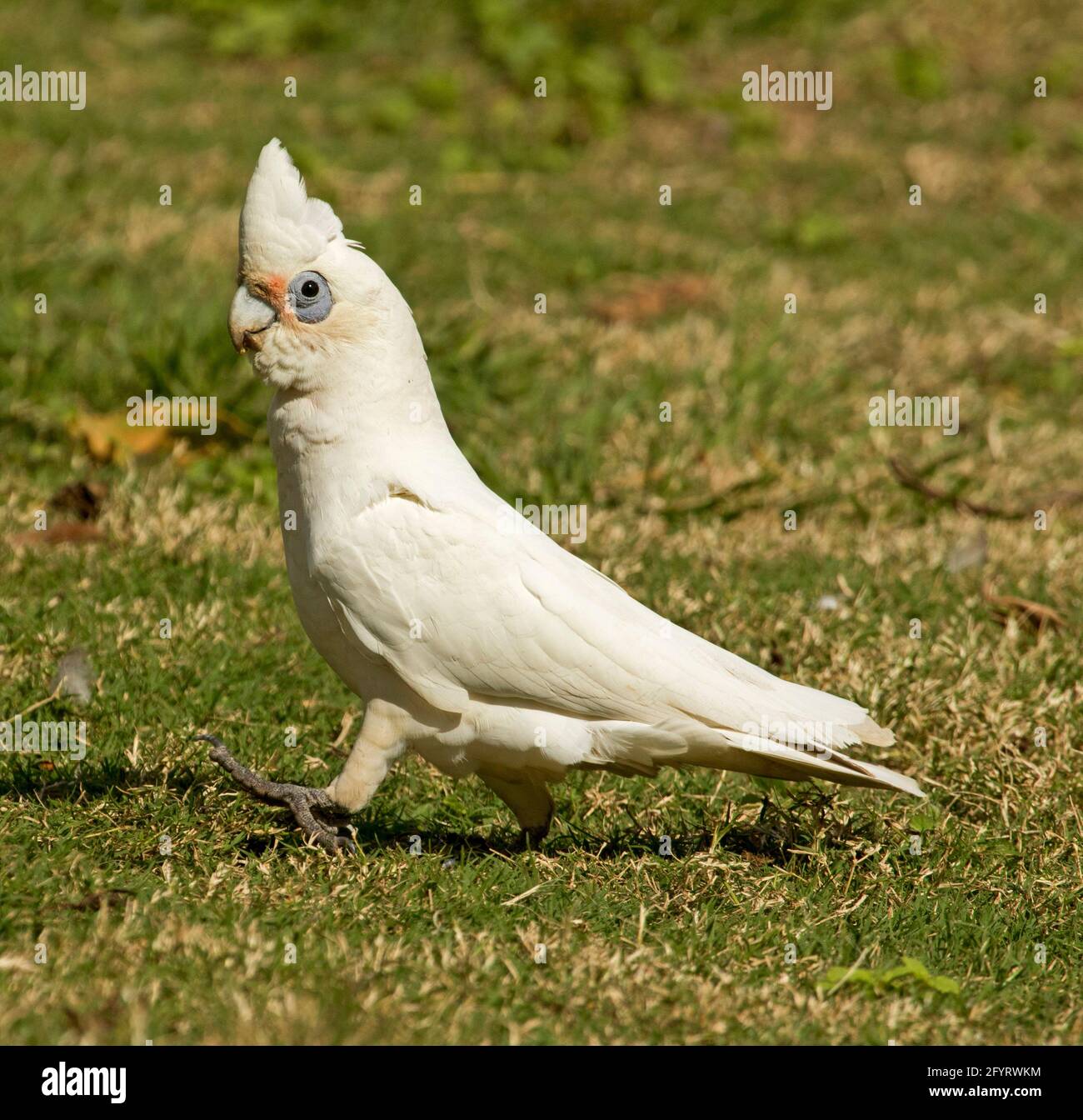 Little Corella, Cacatua sanguinea, striding. Avec l'expression cozy, à travers la pelouse du parc de la ville dans Queensland Australie Banque D'Images