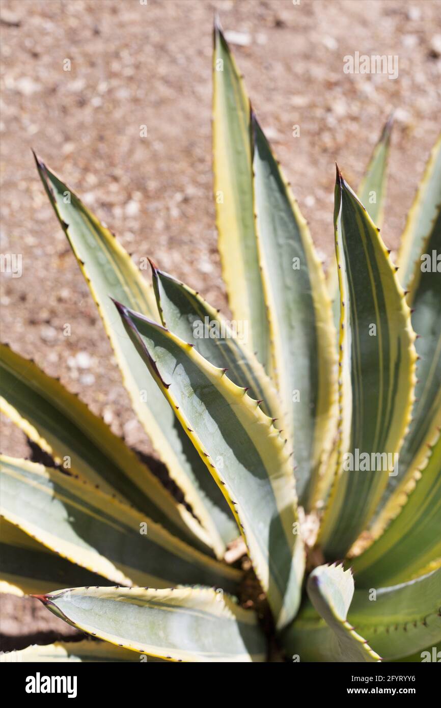 Agave murpheyi 'Variegata'. Banque D'Images