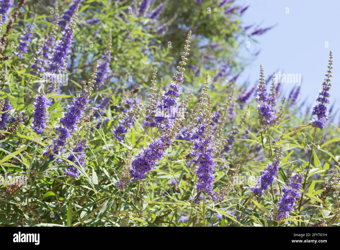 Vitex agnus-castus - chaste, gros plan. Banque D'Images