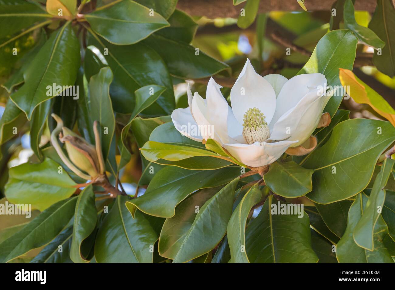 fleur de magnolia sur l'arbre en plein air au printemps Banque D'Images