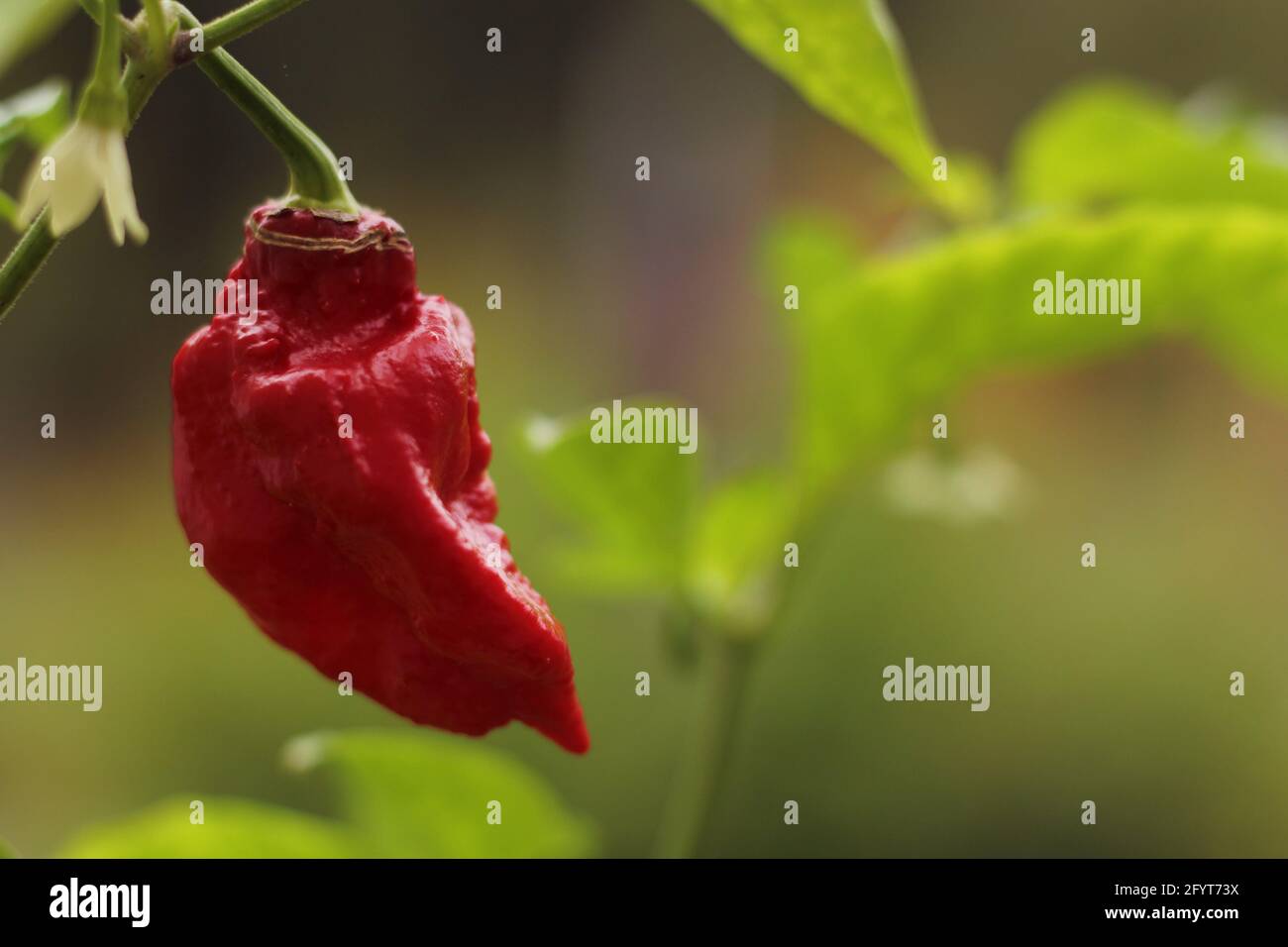 Bhut Jolokia ou Chili fantôme mûrissant à l'usine dans le jardin Banque D'Images