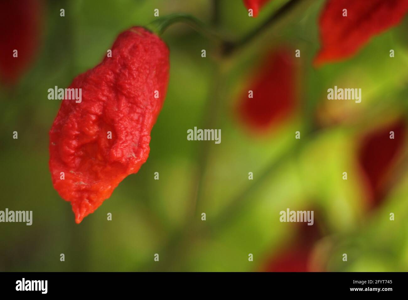 Bhut Jolokia ou Chili fantôme mûrissant à l'usine dans le jardin Banque D'Images