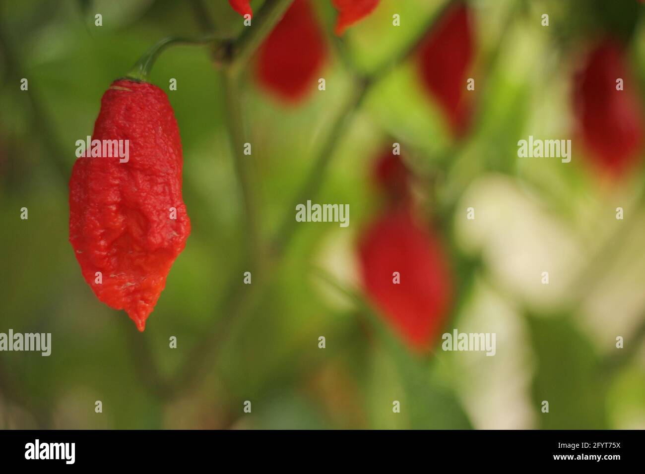 Bhut Jolokia ou Chili fantôme mûrissant à l'usine dans le jardin Banque D'Images