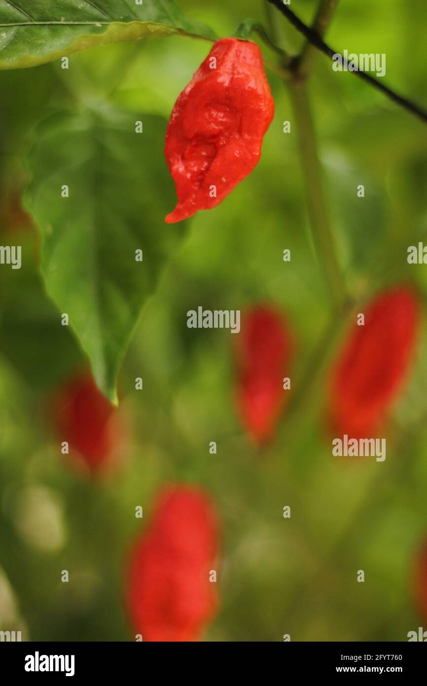 Bhut Jolokia ou Chili fantôme mûrissant à l'usine dans le jardin Banque D'Images