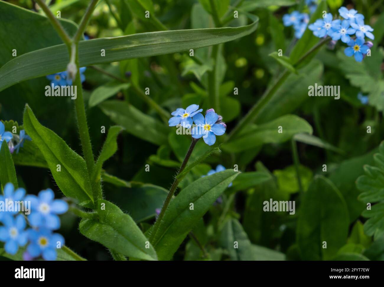Un cliché sélectif de fleurs alpines oubliées-me-pas entourées par feuilles vertes Banque D'Images