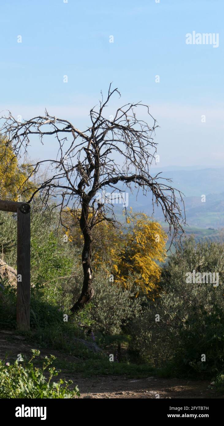 Sentier de campagne avec amandiers morts et mimosas sur le En périphérie d'Alora Andalousie un matin ensoleillé Banque D'Images