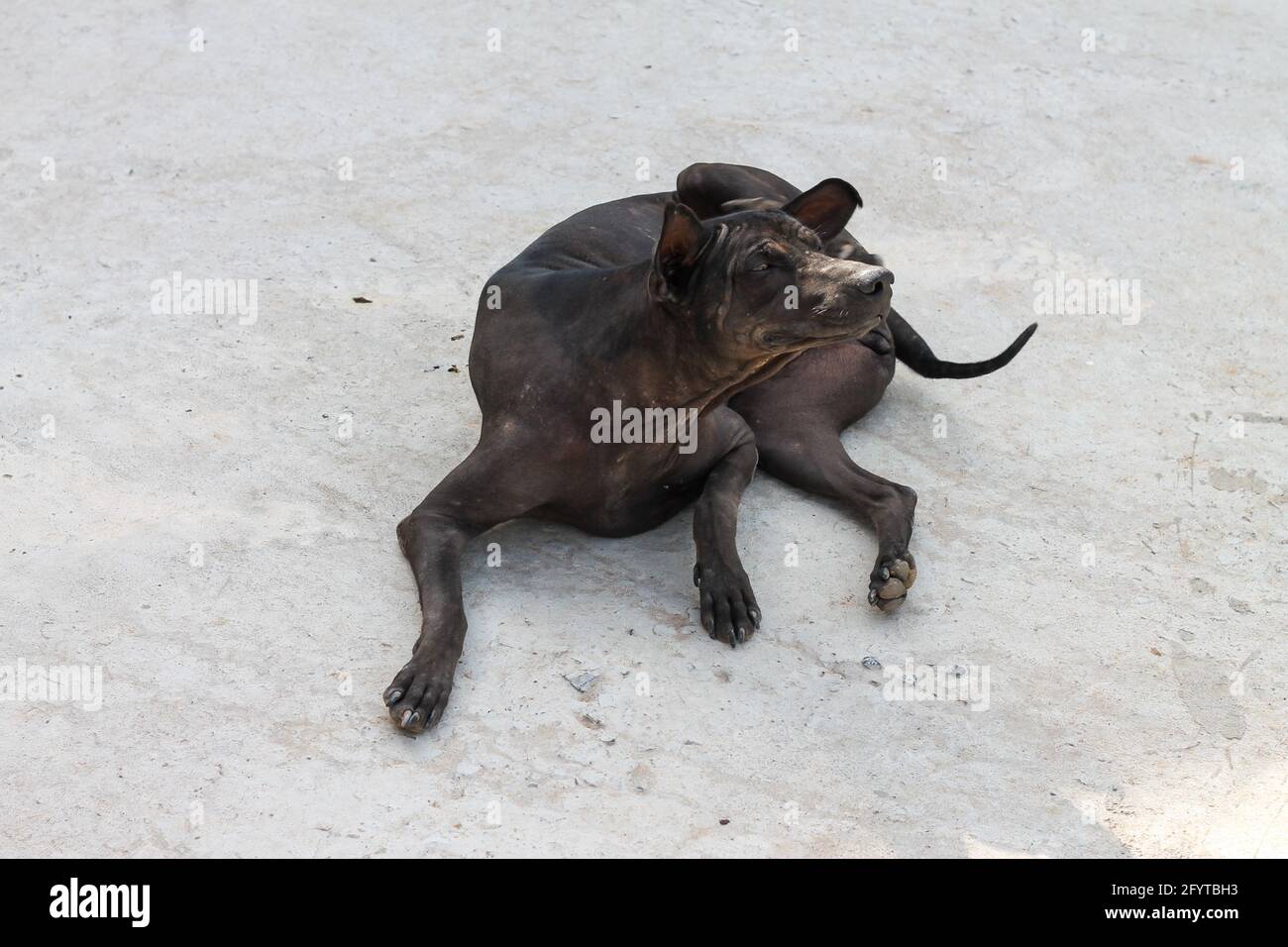 Chien Se Gratter Les Oreilles Banque De Photographies Et D Images A Haute Resolution Alamy