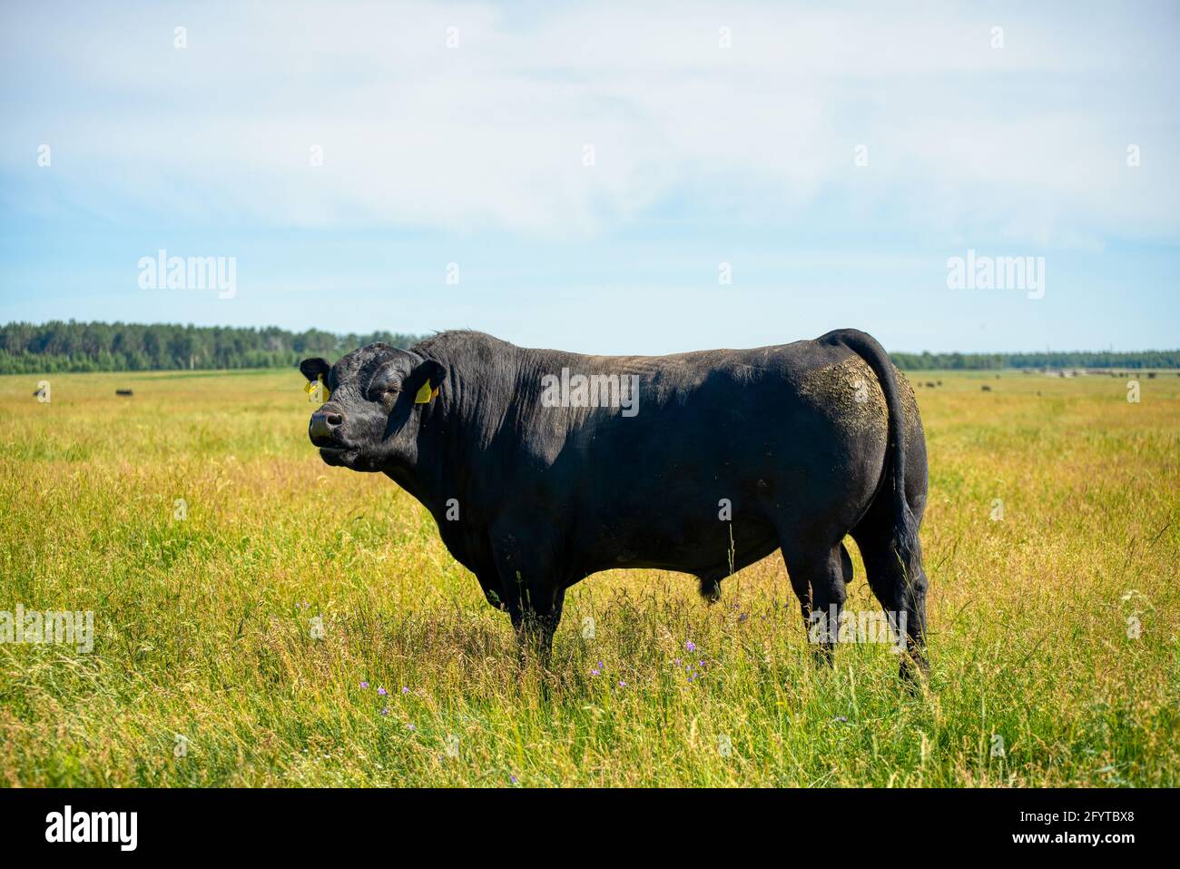 Un taureau Angus noir se dresse sur un terrain vert herbacé. Banque D'Images