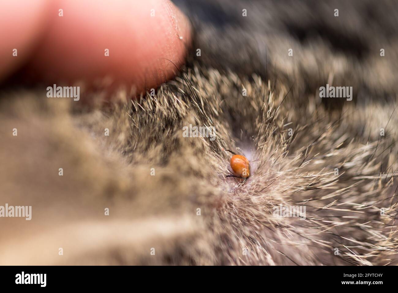 Une Tique Sur La Peau Dans Les Cheveux D Un Chat Maladies Transmises Par Les Tiques Chez Les Animaux Un Parasite Dangereux Pour Les Humains Et Les Animaux Photo Stock Alamy