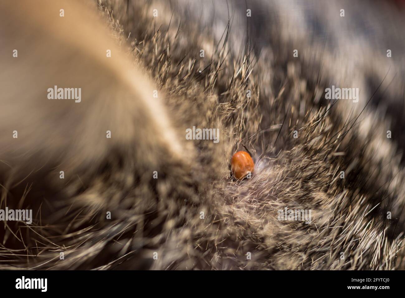 Une Tique Sur La Peau Dans Les Cheveux D Un Chat Maladies Transmises Par Les Tiques Chez Les Animaux Un Parasite Dangereux Pour Les Humains Et Les Animaux Photo Stock Alamy