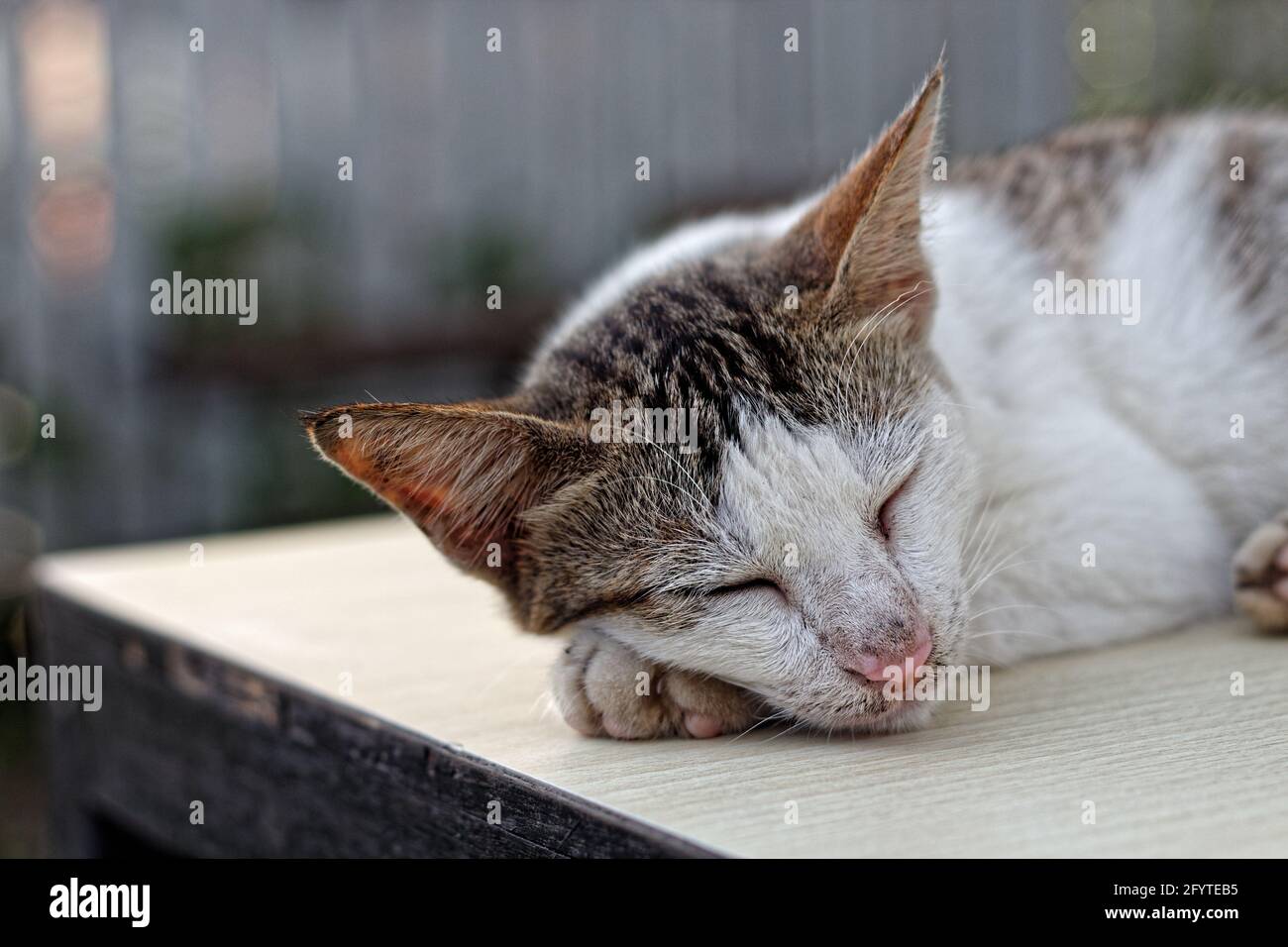 Chat endormi sur la table dans l'après-midi. Banque D'Images