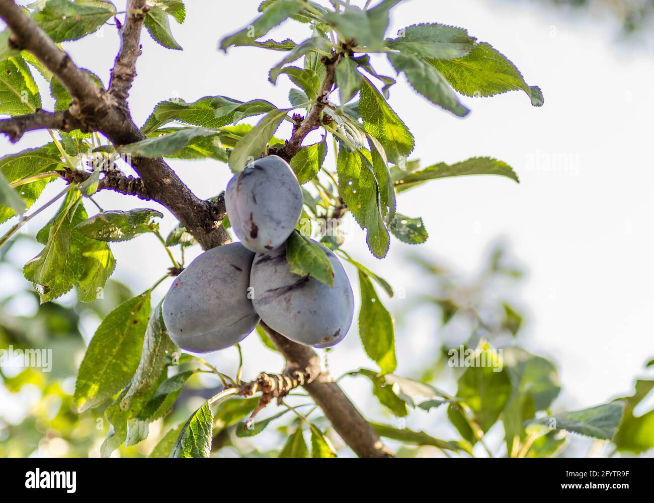 Fruits prune mûre sur les branches d'un arbre Banque D'Images