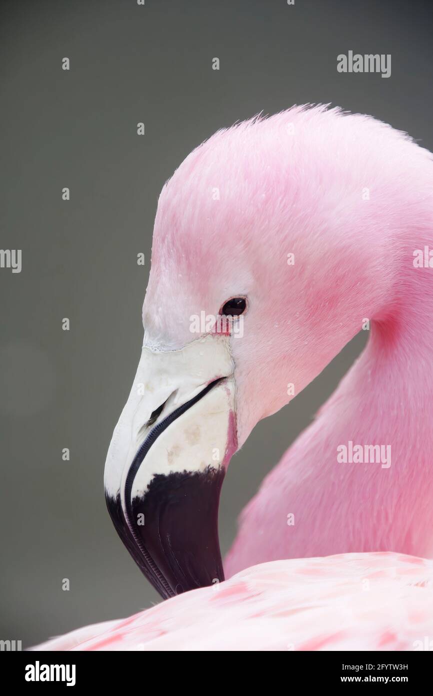 Flamingo andin - Head Shot Phoenicopterus andinus UK BI013022 Banque D'Images