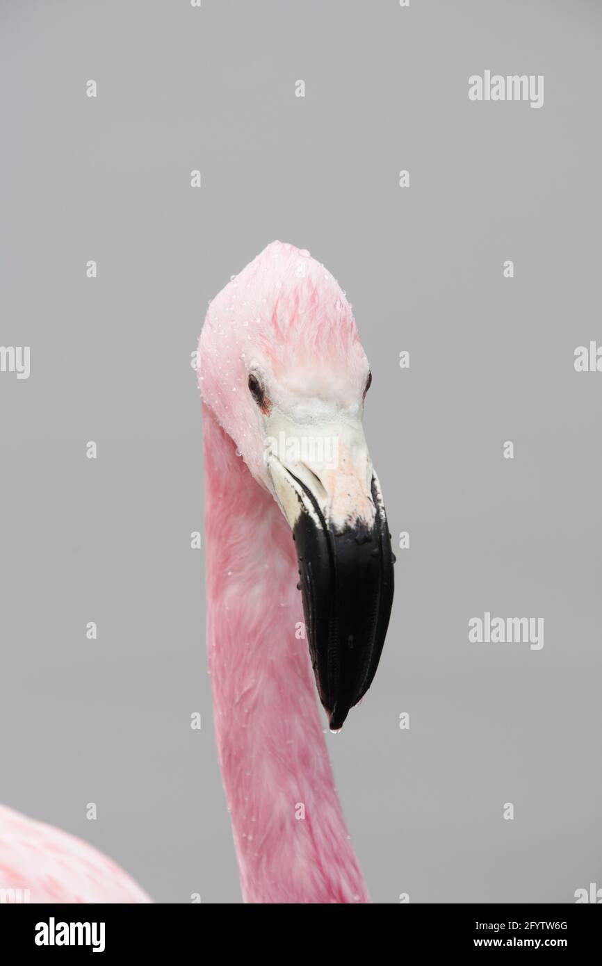 Flamingo andin - Head Shot Phoenicopterus andinus UK BI013025 Banque D'Images