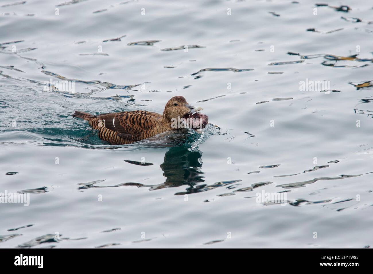 Eider commun - Femme avec oursin de mer Somateria mollissima Varanger Fjord Norvège BI013528 Banque D'Images